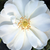 Alb - Trandafir acoperitor - White Flower Carpet